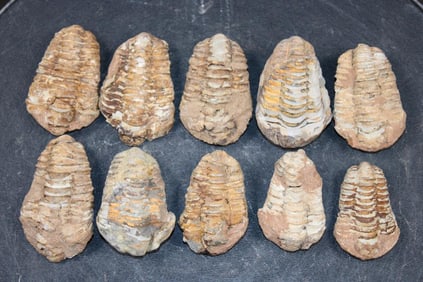 (10) TRILOBITE Fossils from Morocco (ONE$)