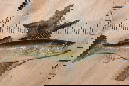 *Real Skin* WALLEYE Fish Mounted on a Driftwood Wall Hanger
