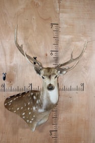 AXIS DEER Wall Pedestal with a Wide Rack and an Antler Deformity that Grew into its Eye