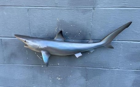 Reproduction SAND SHARK Fish Mount