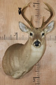 8-Point WHITETAIL DEER Shoulder Mount