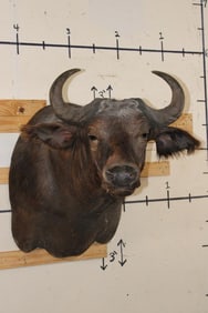 West African SAVANNA BUFFALO or SUDAN BUFFALO Shoulder Mount