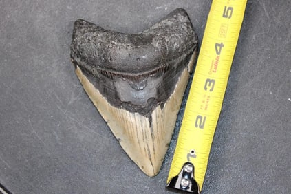 Big MEGALODON Shark Tooth Fossil