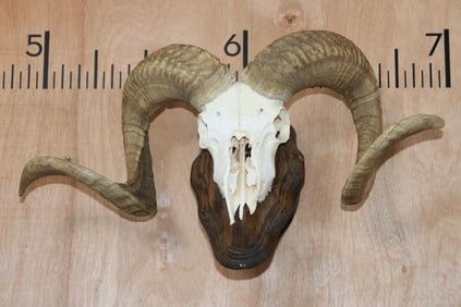 CORSICAN RAM Skull on a Wooden Wall Pedestal