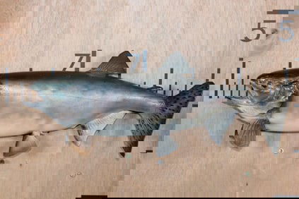 *Real Skin* PINK SALMON Fish Mount