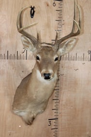 10-Point WHITETAIL DEER Shoulder Mount