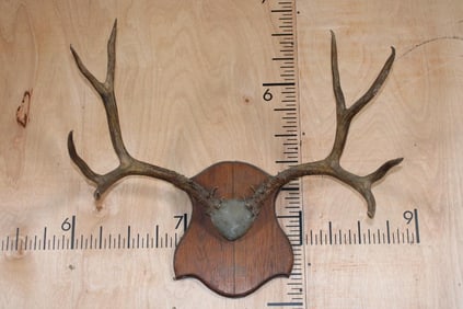 MULE DEER Antler Rack on a Wood Plaque