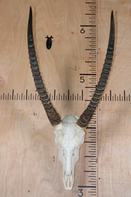 WATERBUCK Skull with a Wire Wall Hanger