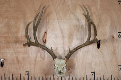 Partial 12-Point MULE DEER Skull