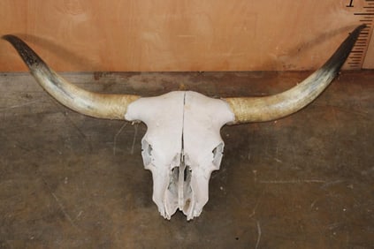 Texas LONGHORN Skull with Removable Horns
