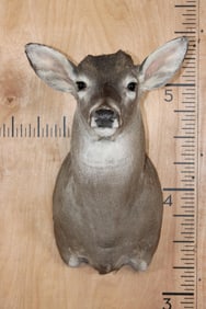WHITETAIL DEER "Ready Mount"