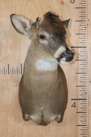 Left Facing WHITETAIL DEER "Ready Mount"