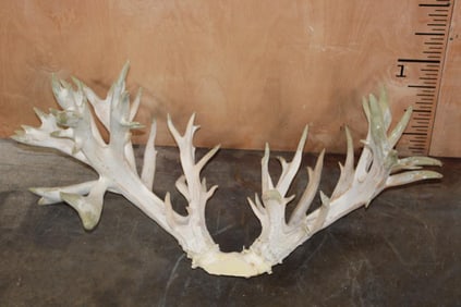 XXL Non-Typical Reproduction WHITETAIL DEER Antler Rack with over 65-Points
