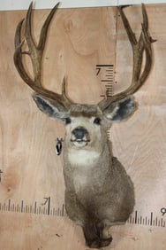 Big 13-Point MULE DEER Shoulder Mount