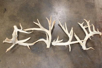 (4) XL Non-Typical WHITETAIL DEER Antler Cutoffs (ONE$)
