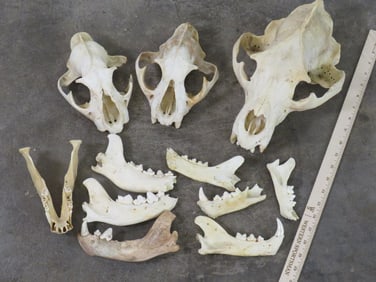 (2) Mountain Lion Partial Upper Skulls, (1) Brown Bear Partial Upper Skull and Several Jaw Bones