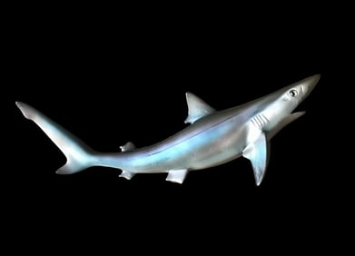 *New in Box* Reproduction SAND SHARK Fish Mount