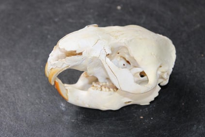 BEAVER Skull