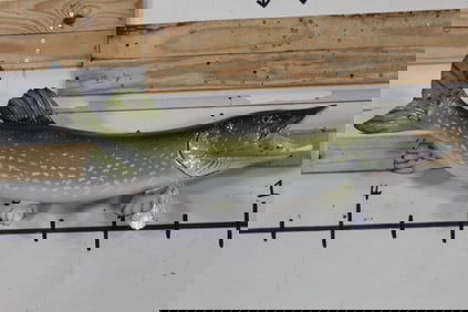 Reproduction NORTHERN PIKE Fish Mount