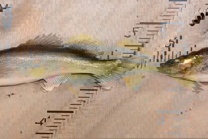 *Real Skin* WALLEYE Fish Mount