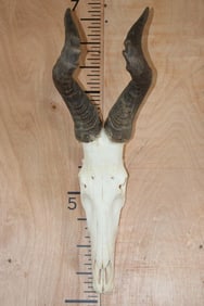 RED HARTEBEEST Skull