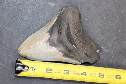 Big MEGALODON Shark Tooth Fossil