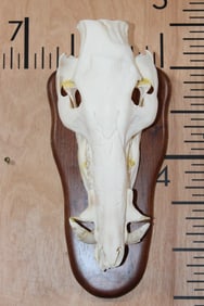 WILD BOAR or HOG Skull on a Wooden Plaque