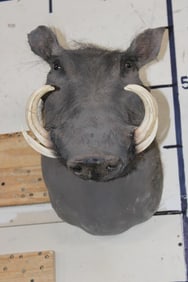 WARTHOG Shoulder Mount