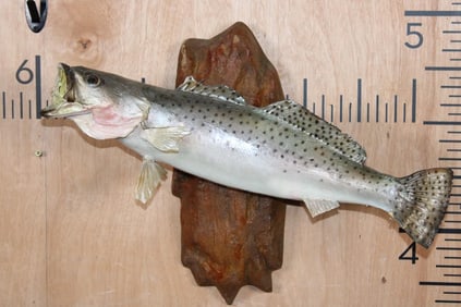 *Rarely Seen* *Real Skin* SPOTTED SEA TROUT on a Reproduction Wood Wall Hanger