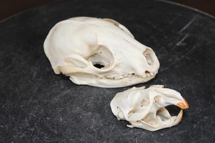 (1) RACCOON Skull and (1) MUSKRAT Skull (ONE$)