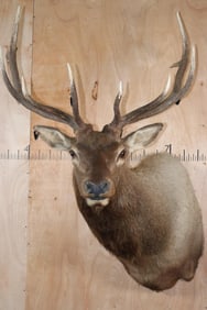 10-Point ELK Shoulder Mount
