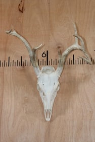 Left Side Dominant 7-Point WHITETAIL DEER Skull