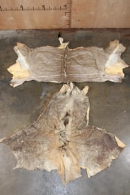 (1) KUDU Back Hide and (1) KUDU Cape for a Shoulder Mount (ONE$)