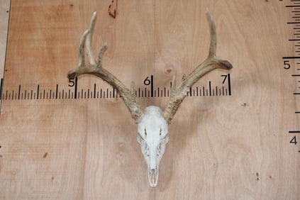 8-Point WHITETAIL Skull with All its Teeth