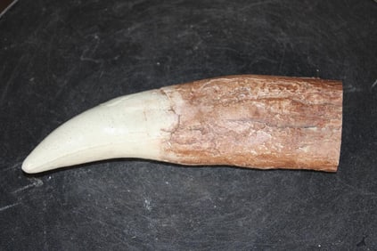 Reproduction TYRANNOSAURUS REX Tooth
