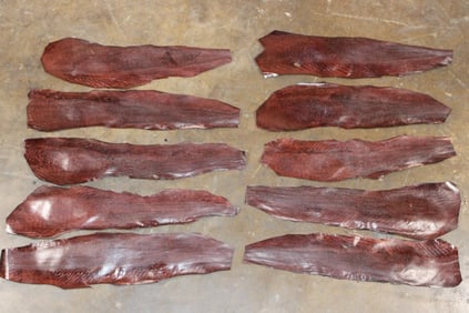 (10) Dyed and Tanned Burgundy EEL Skins (ONE$)