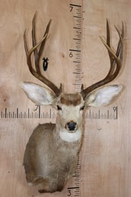 10-Point MULE DEER Shoulder Mount