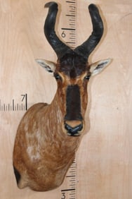 RED HARTEBEEST Shoulder Mount