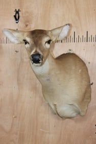 WHITETAIL DOE Shoulder Mount