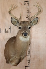 8-Point WHITETAIL DEER Shoulder Mount
