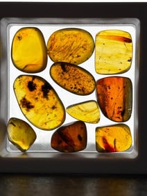 (10) Pieces of Authentic Myanmar AMBER Fossils with Multiple Prehistoric Insect Inclusions (ONE$)