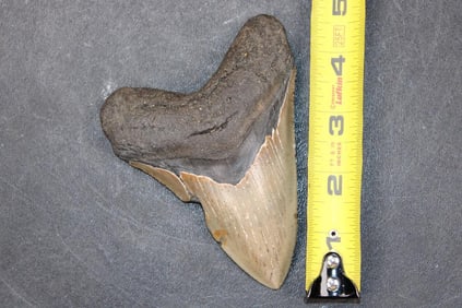 Big MEGALODON Shark Tooth Fossil