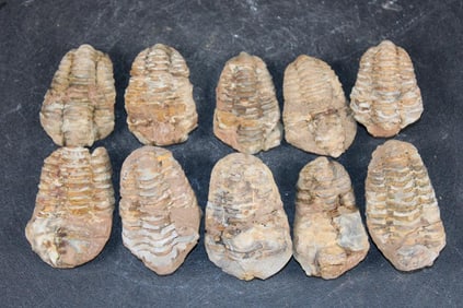 (10) TRILOBITE Fossils from Morocco (ONE$)