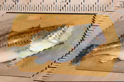 *Real Skin* BASS Mounted on a Wood Plaque