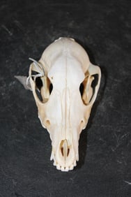 Big FOX Skull with All its Teeth