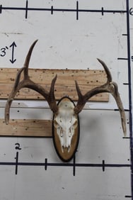 11-Point WHITETAIL DEER Skull on a Wooden Plaque