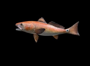 *New in Box* Reproduction RED FISH Mount