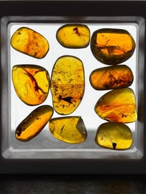 (10) Pieces of Authentic Myanmar AMBER Fossils with Multiple Prehistoric Insect Inclusions (ONE$)