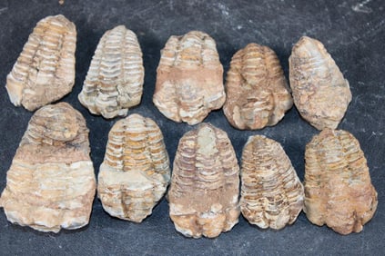 (10) TRILOBITE Fossils from Morocco (ONE$)