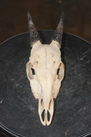 Big ORIBI Skull with All its Teeth